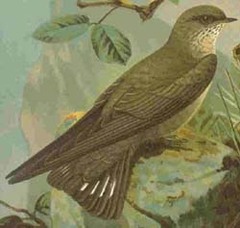 Eurasian Crag-Martin